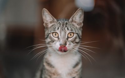 Bakú: Hoteles Para Cada Viajero y Presupuesto 2025