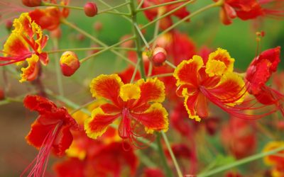 Bangalore: Hoteles Top y Guía Esencial