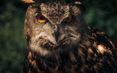 Concentración Máxima sin Cafeína