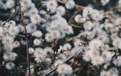 Descubre Chengdu: Tu Guía de Hoteles y Maravillas en 2025