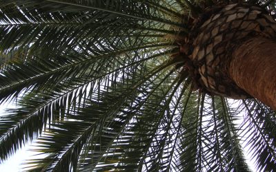 Encuentra tu Hotel Ideal en Las Vegas