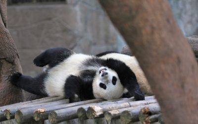 Guía Definitiva de Hoteles en Chongqing 2025: Lujo, Confort y Economía