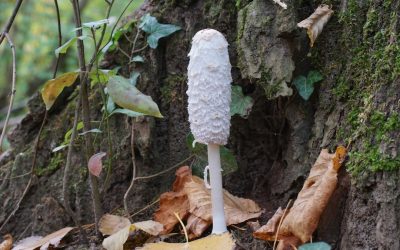 Guía Definitiva de Hoteles en San Luis: Lujo, Gama Media y Económicos