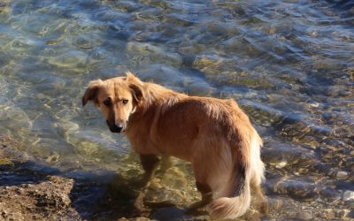 Hoteles en Belgrado: Tu Guía Perfecta para 2025