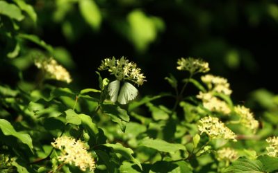 Hoteles en Tirana: Tu Guía Completa para un Alojamiento Perfecto en 2025