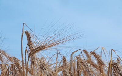 Adelgazar en Casa: Guía Fácil para Mujeres Principiantes