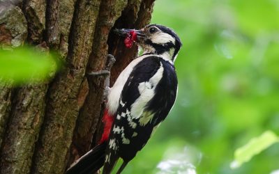 Draw-in: 5 Estiramientos Superiores