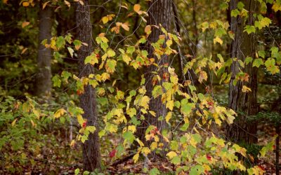 Draw-in: Core Fuerte y Estabilidad