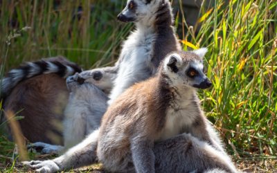 Enderezar Piernas O: ¿Funciona Realmente?