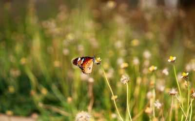 Grasa Visceral: Claves para Reducirla y Vivir Mejor