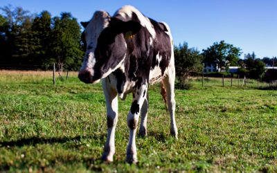 Transforma tu Casa Gratis: Consejos DIY