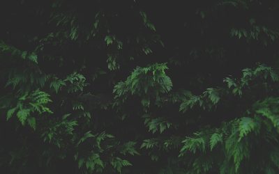 Impuestos vs. Salario: ¿Dónde Ganas?