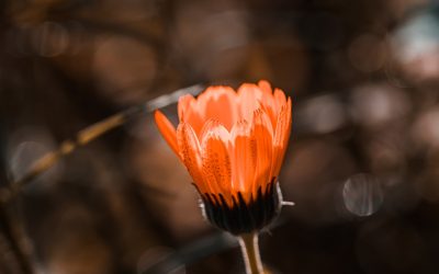 Secretos Ancestrales: Ingredientes Medicinales del Mundo