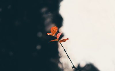 Vive Verde: Tu Guía para un Impacto Positivo