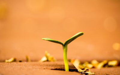 Desbloquea tu Potencial Digital: Estrategias de Crecimiento para Redes Sociales, YouTube y Blogs en 2025