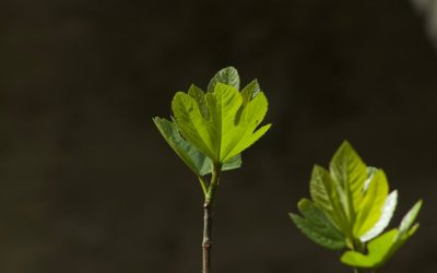 Domina el Crecimiento Digital: Estrategias Clave para Redes Sociales, YouTube y Blogs en 2025