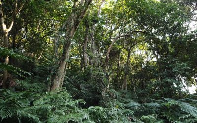 Ecoturismo: Viajes que Transforman el Mundo