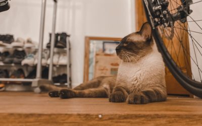 Rutinas de Ejercicio Efectivas en Casa: Tu Gimnasio Personal al Alcance de la Mano