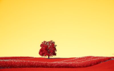 La Compatibilidad Sanguínea: Desvelando Mitos y Entendiendo su Verdadera Importancia