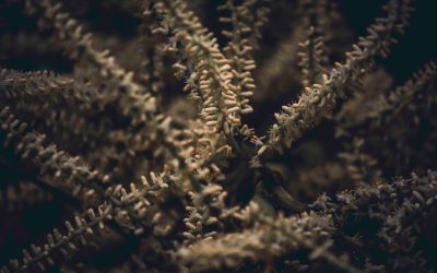 MBTI y la Compatibilidad en las Relaciones: ¿Guía Definitiva o Simple Herramienta de Autoconocimiento?