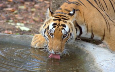 Dominando la Volatilidad Cripto con la Estrategia Dollar-Cost Averaging (DCA)