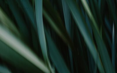 Blogs Rentables y WordPress: Tu Guía Definitiva para Monetizar tu Pasión Online en 2026