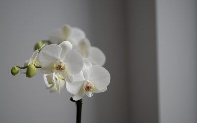 Scalping en Criptomonedas: La Guía Definitiva para Operaciones Rápidas y Rentables en 2026